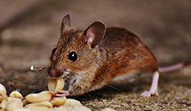 24 Hour & Emergency Exterminators in Pierpont, WV